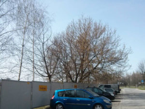 Drzewa w okolicach osiedla Dywizjonu 303 i Osiedla Avia / Orlińskiego